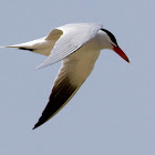 Caspian Tern