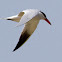 Caspian Tern