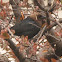 Brown-headed Cowbird