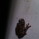 Roth's Tree Frog, Northern Laughing Tree Frog