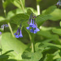Virginia Bluebell