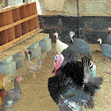 Turkey