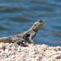 Southern Rock Agama