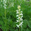 Bog orchid