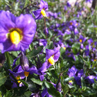 Purple Nightshade