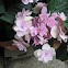 Pink Flowers