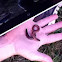 Worm