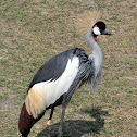Grey Crowned Crane
