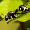 Potter wasp