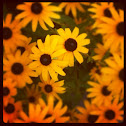 Black-eyed Susan