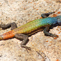 Common Flat Lizard