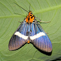 snouted tiger moth