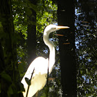 Great Egret 