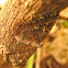 Cherry Scallop Shell Moth