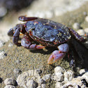 Purple Shore Crab