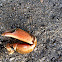 Piece of brown crab