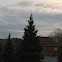 Pine tree