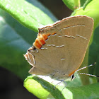 Southern Oak Hairstreak