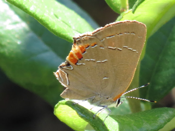 Spotting Image 1