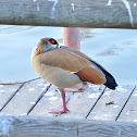 Egyptian Goose