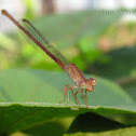Unidentified damselfly