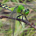 Eastern Pondhawk dragonfly (female)