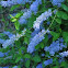 California-lilac