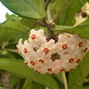 Wax-Plant