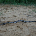 Canebrake Rattlesnake