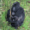 Mountain Gorilla