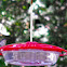 Ruby-Throated Hummingbird