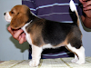 Hembra Beagle Tricolor Inscrita Hija De Campeon