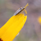 Fly species
