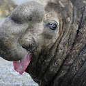 Southern Elephant Seal (male)