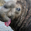 Southern Elephant Seal (male)