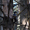 Black Woodpecker