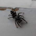 Zebra Jumping Spider