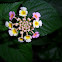 West Indian Lantana