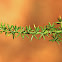 Wild Asparagus, espárrago triguero