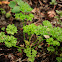 Parsley