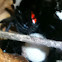 Southern Black Widow