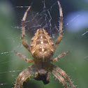 Cross Orbweaver