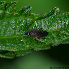 Plant Bug