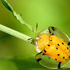 Spotted Tortoise Beetle