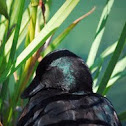 Cayuga Duck (Mallard)