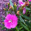 Dianthus