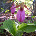 Pink Lady Slipper