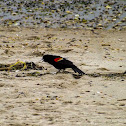 Red-winged Blackbird