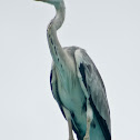 Grey heron