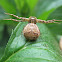 Ground Crab Spider